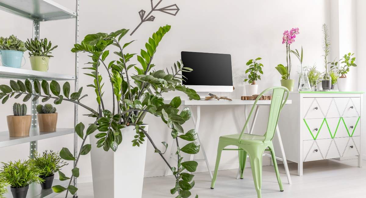 Indoor plants in workspace living room