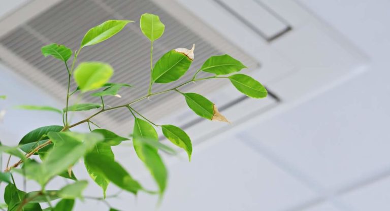 Leaves in front of ceiling air conditioning