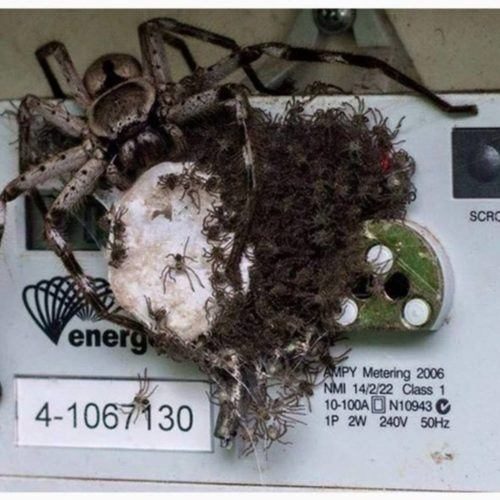 bad-vermin-2-pkx9bgiyi0b0dfgifincb16a2isr4o7n7zlwjvhmrs.jpg